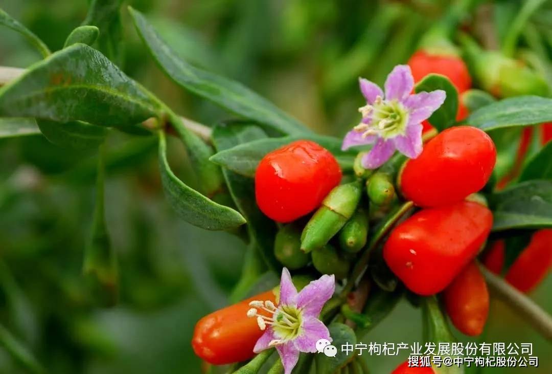夏天吃枸杞的奇妙益处，解锁别样养生体验