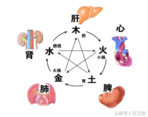 中医养生之脏腑奥秘：探寻身心平衡与健康的内在密码