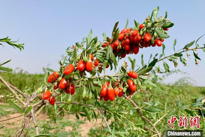 探寻枸杞之源：追溯从种植到采摘再到加工的全过程