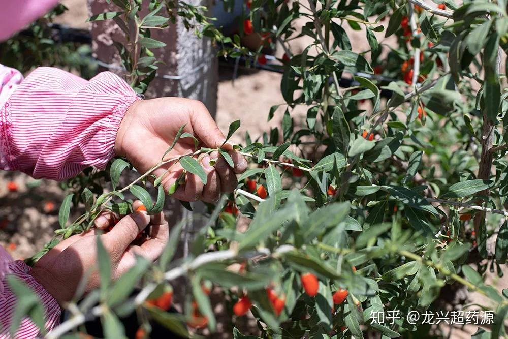 枸杞变软了还能吃吗？一文为你揭晓答案