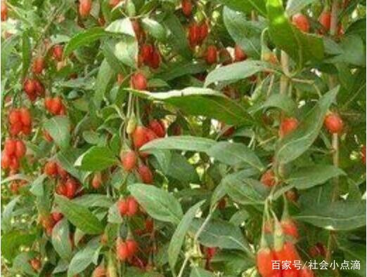 枸杞野生与种植之辩：究竟哪种才是品质与功效的最优选择