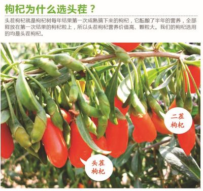 枸杞头茬与二茬大比拼，究竟谁才是品质与营养的佼佼者？