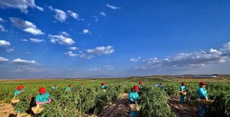 枸杞品牌智能化升级 跑出特色产业发展加速度